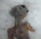 Halott ufonautát találtak az Oroszok - videó beszámoló