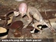 ufo csapdában