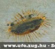 Õsi UFO ábrázolás 2.