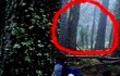 UFO-t fényképeztek egy bulgáriai erdőben
