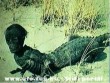 Krokodilember
