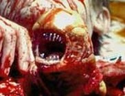 Űrpolipokat talált a NASA - videóval és képekkel